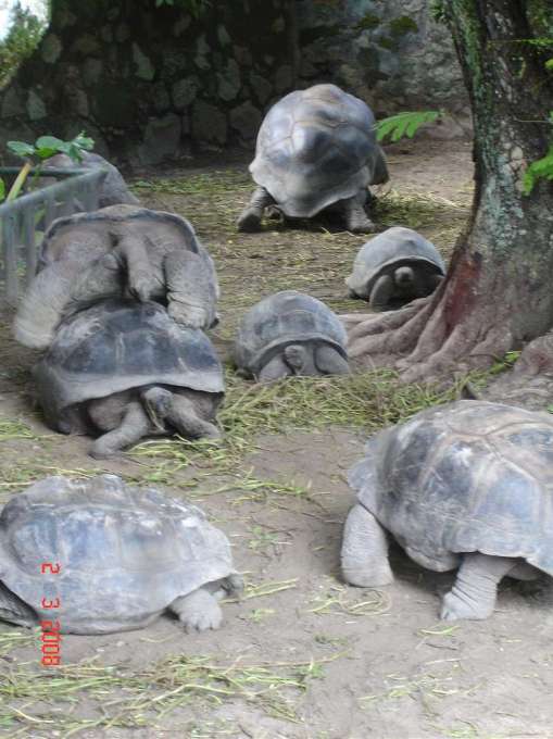 Aldabra Giant Tortoise shagging