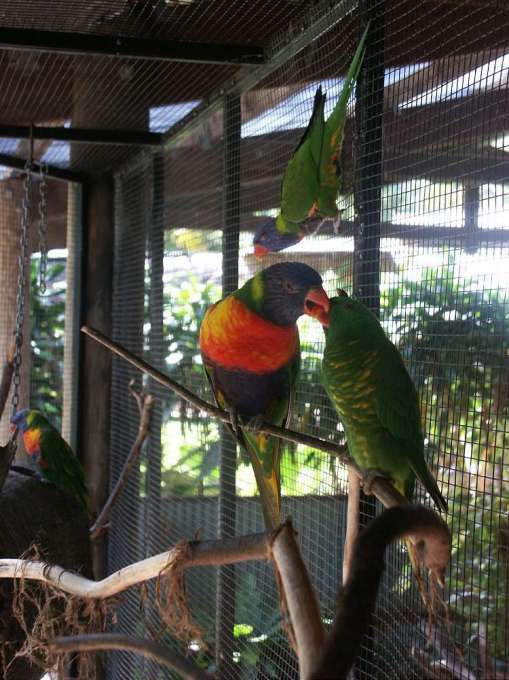 How do parrots kiss? Here's the answer