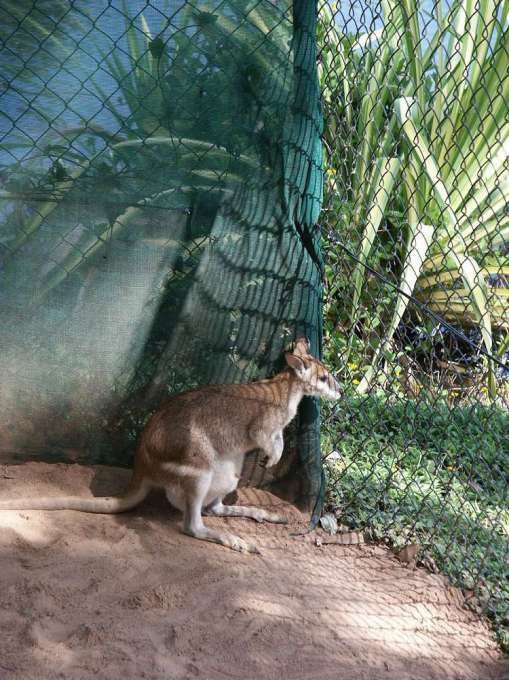Hello my name is Wallaby, not Kangaroo