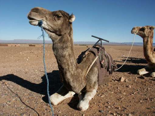 Camel, your mode of transport in the desert. Their droppings can be used as fuel.