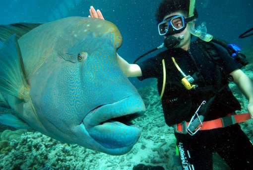 Me with Wally the friendly Wrasse in Great Barrier Reef