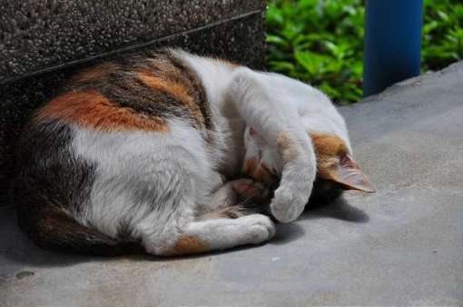 Daytime Cat Nap